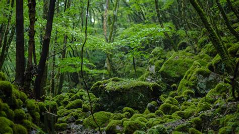 山挨|徳島で発見した日本の原風景 秘境を訪れるなら今がチャンス！